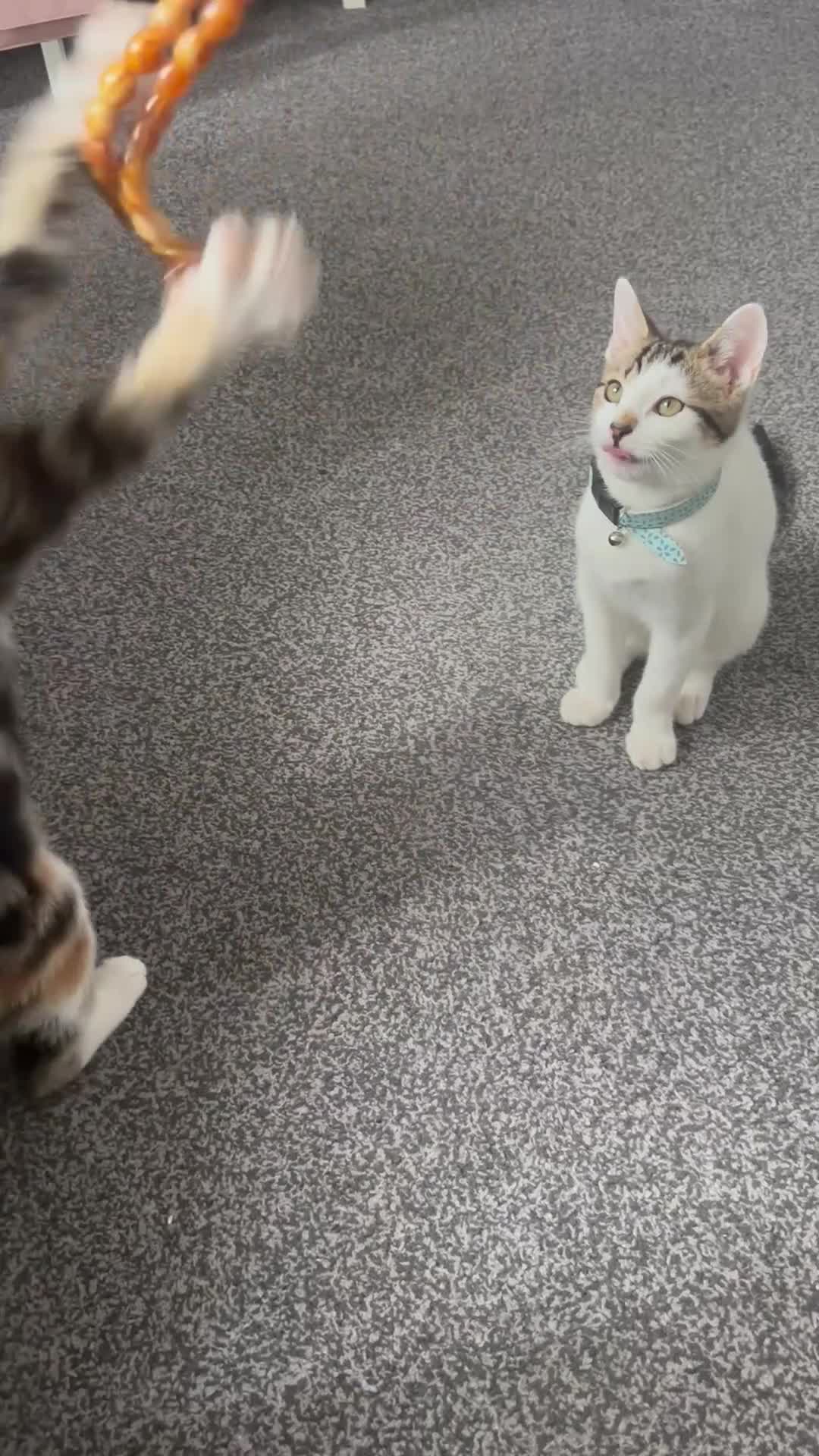 Domestic Shorthair cats for sale: 2 cats for sale - Video 1