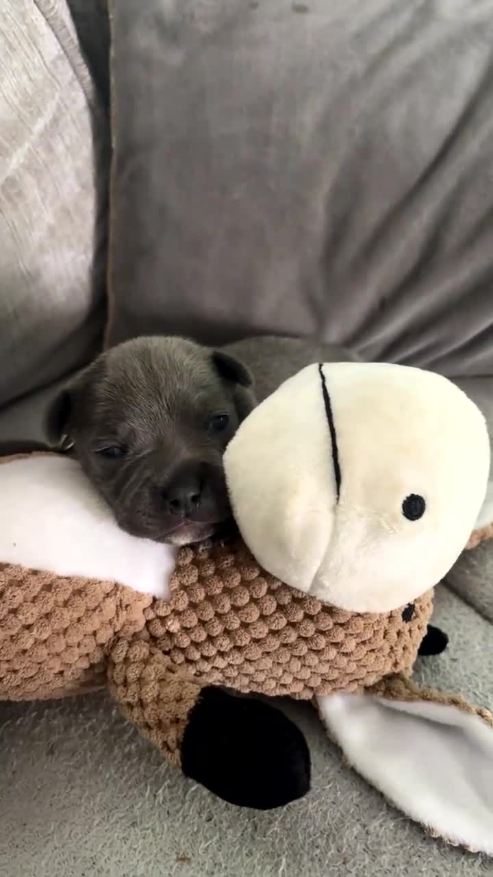 Staffordshire Bull Terrier dogs for sale: Piro daughter & Pharon (Bullscaff) pups for sale - Video 1