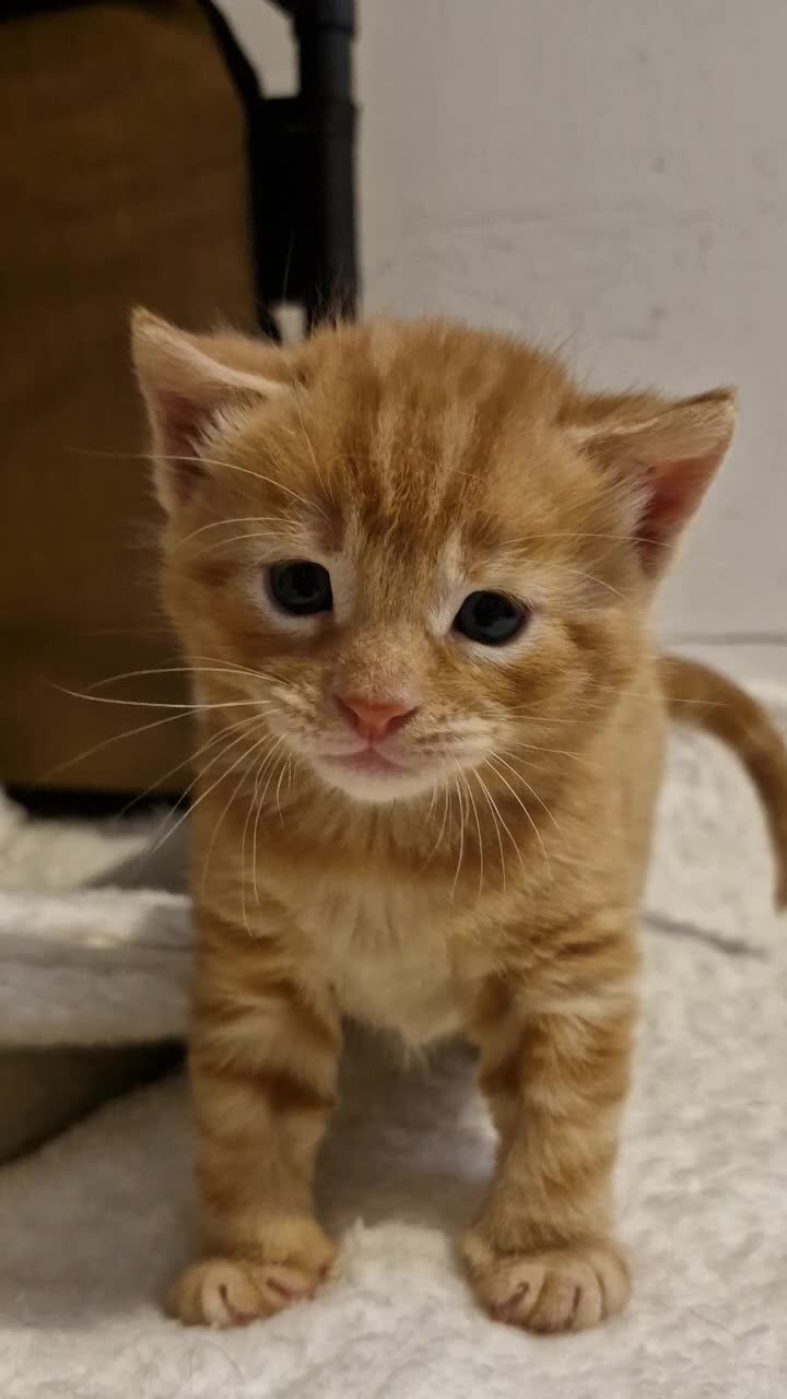 Mixed Breed cats for sale: Cute ginger kittens 1 short haired 2 fluffy  in Liverpool - Video 3