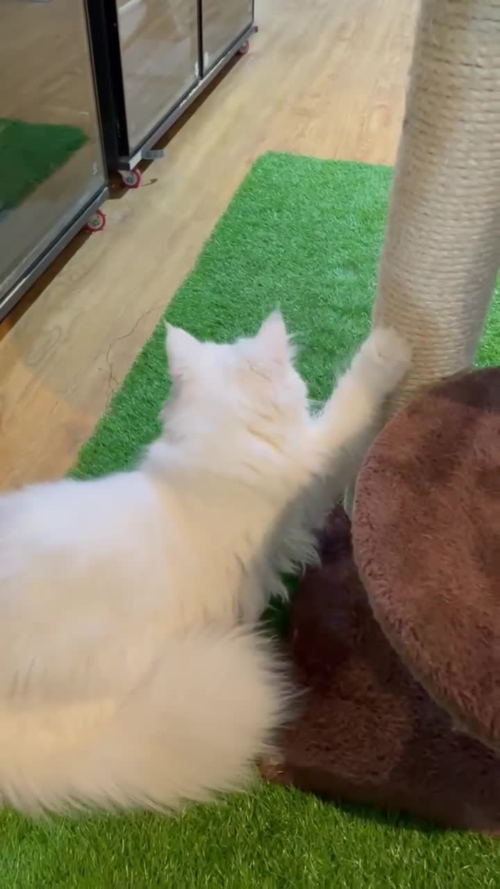 Mixed Breed cats for adoption: ELLIE -IS SHE NOT THE MOST UNUSUAL LOOKING KITTEN  - Video 1