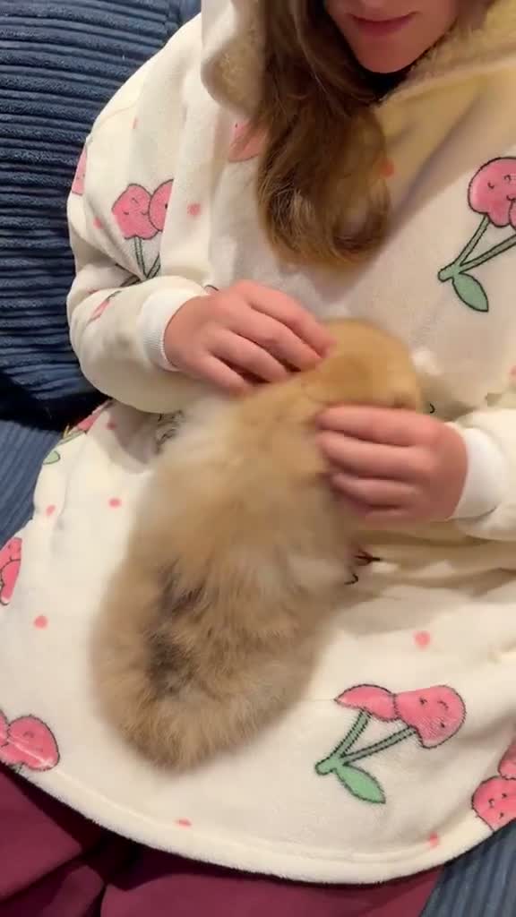Pomeranian dogs for sale: 🩷 Chocolate merle girl, 🩵 blue eye Merle boy - Video 1