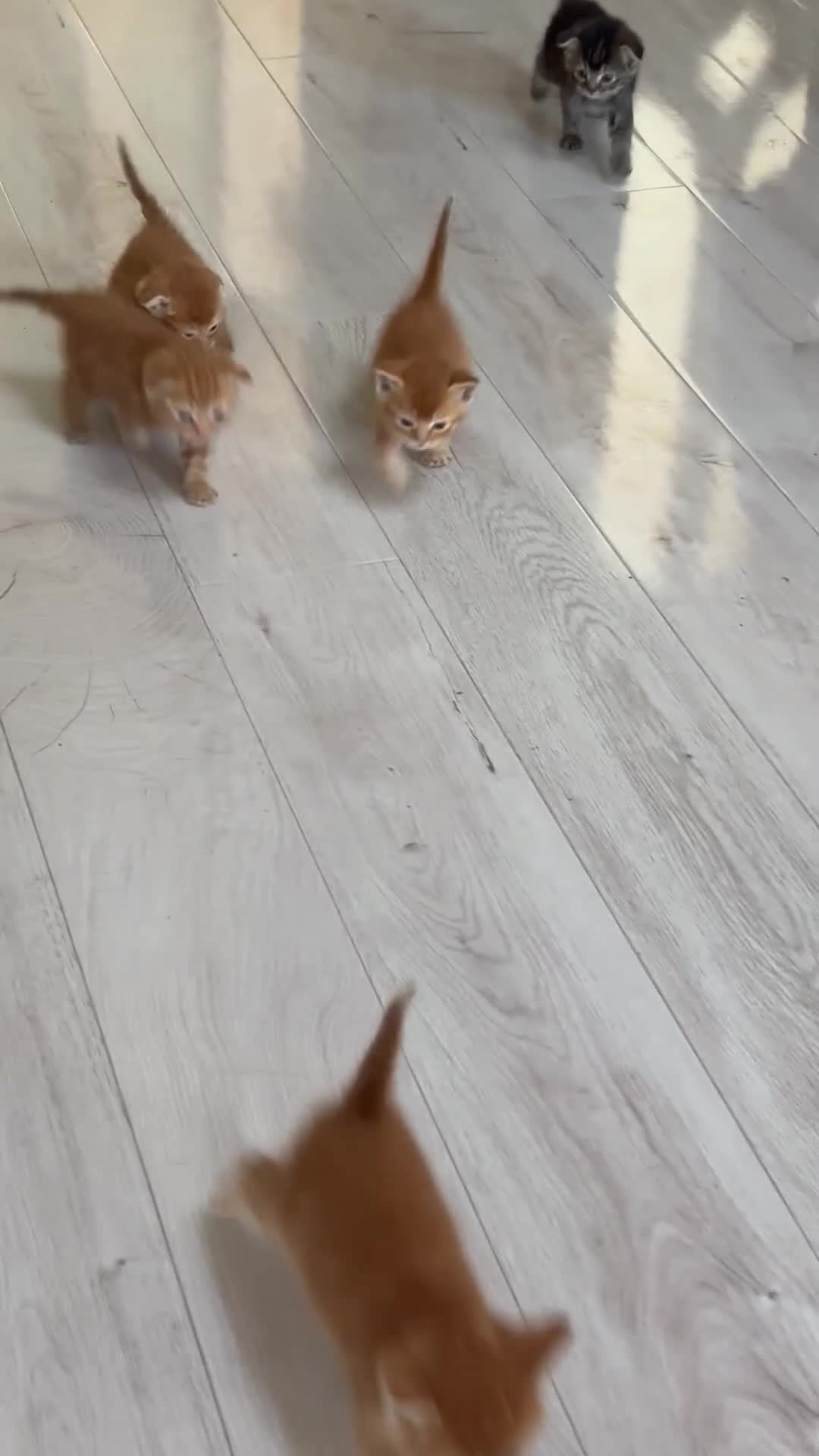 Scottish Fold cats for sale: Scottish fold/straight kittens  - Video 2