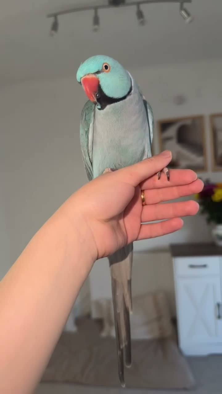 Ringnecks birds for sale: Ringneck Friendly  for sale in Heckmondwike - Video 1