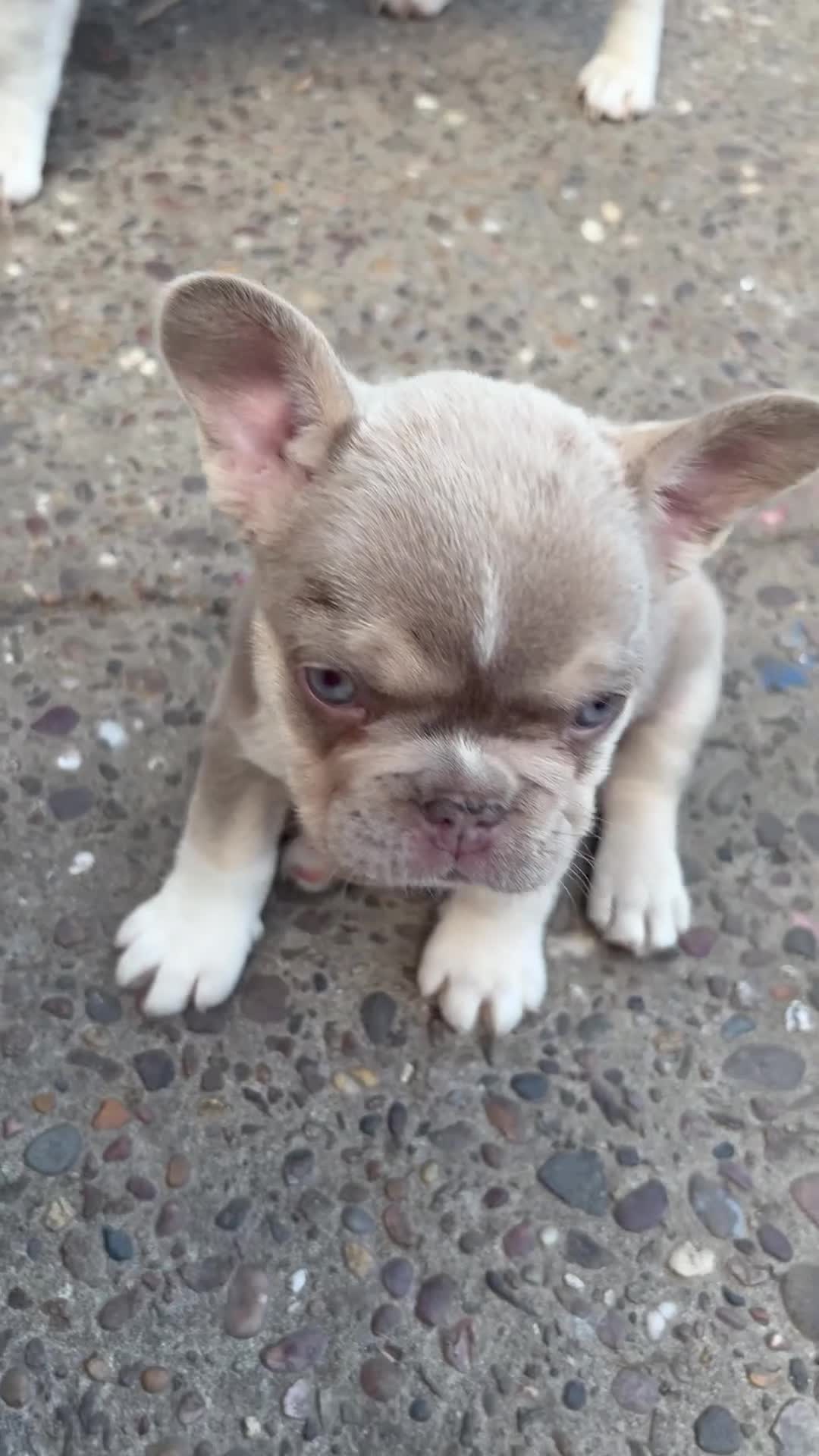 French Bulldog dogs for sale: Kc Health clear Pink Fluffy Producers  - Video 1