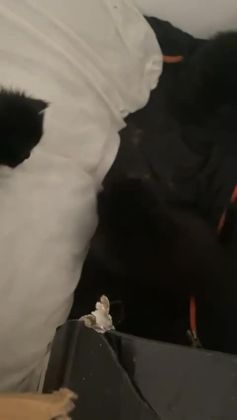 Ragdoll cats for sale: 4 Ragdoll female kittens in Cambridge - Video 1