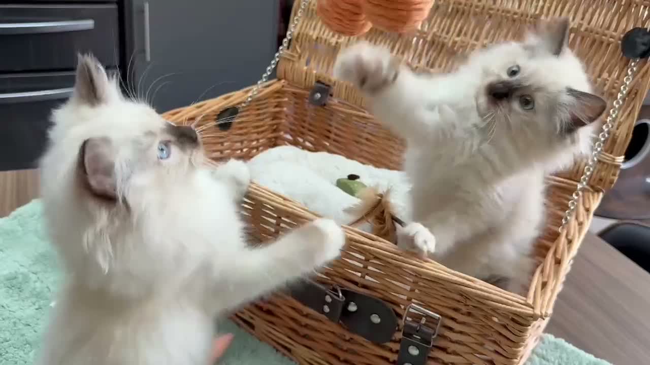 Ragdoll cats for sale: 🏆Imperial Grand Champion Sons! - Video 1