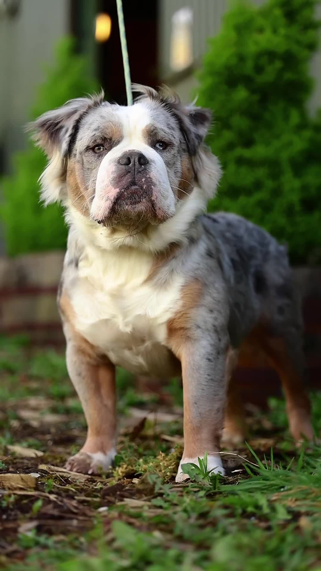 Olde English Bulldogge dogs for sale: Olde English Bulldogge Mammut For Sale  - Video 2