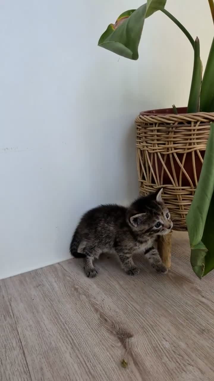 Mixed Breed cats for sale: *3 left* 4 STUNNING kittens for sale - Video 1