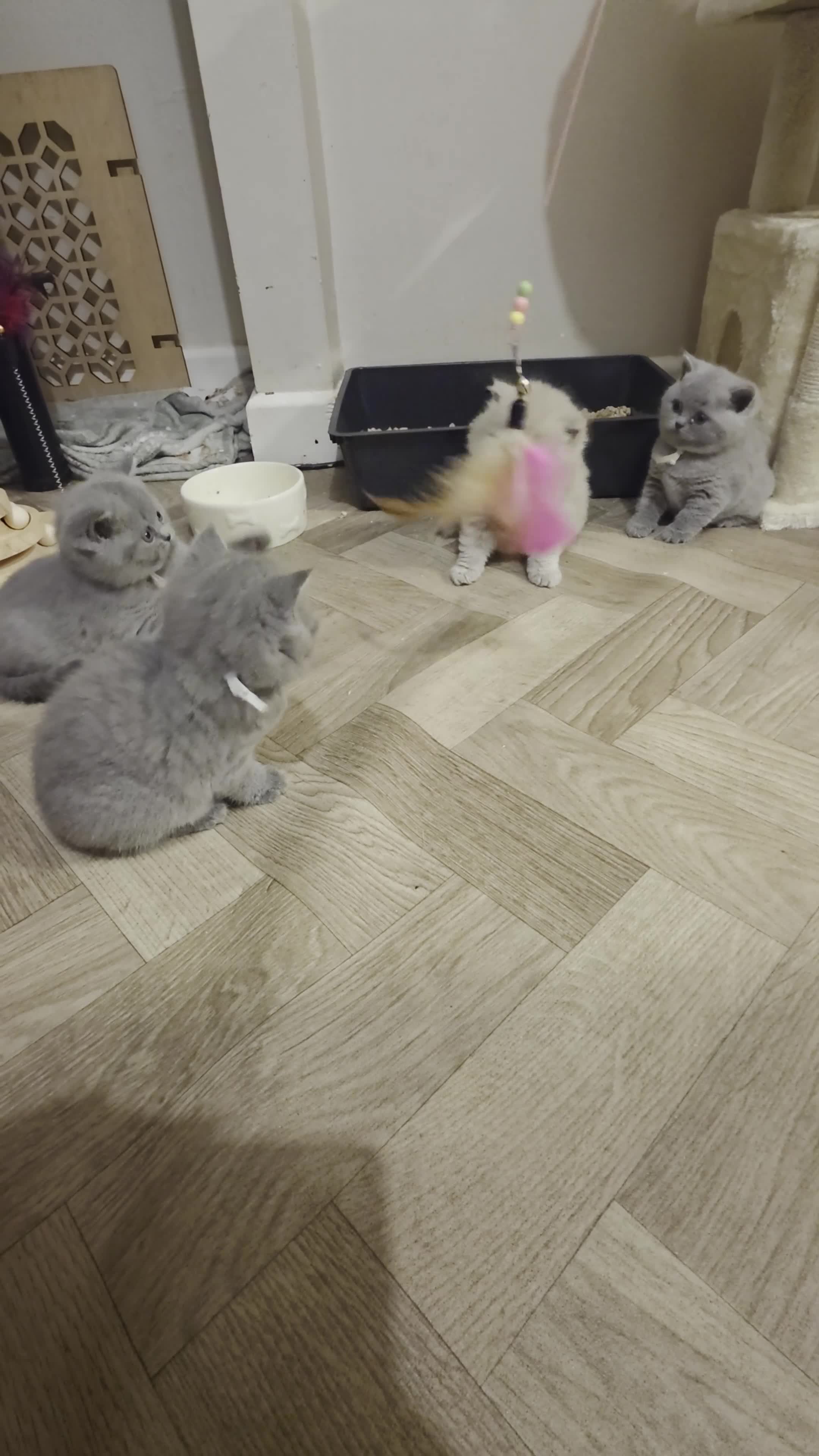 British Shorthair cats for sale: Gorgeous British Shorthair & Longhair - Video 1