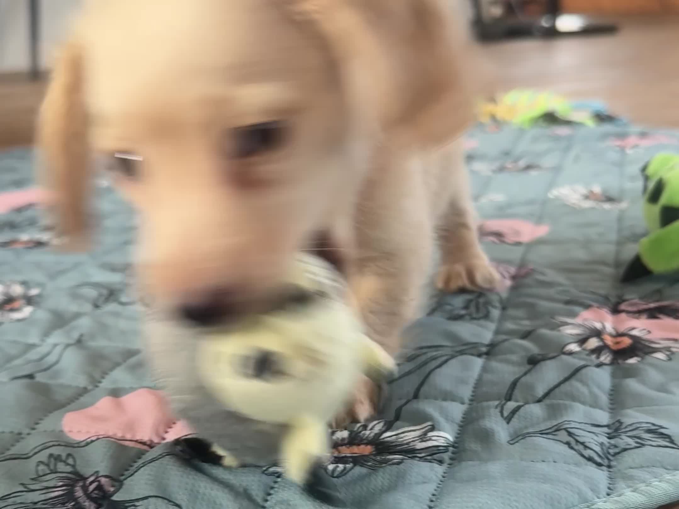 Miniature Dachshund dogs for sale: KC Longhaired Cream Miniature Dachshund Puppies - Video 2