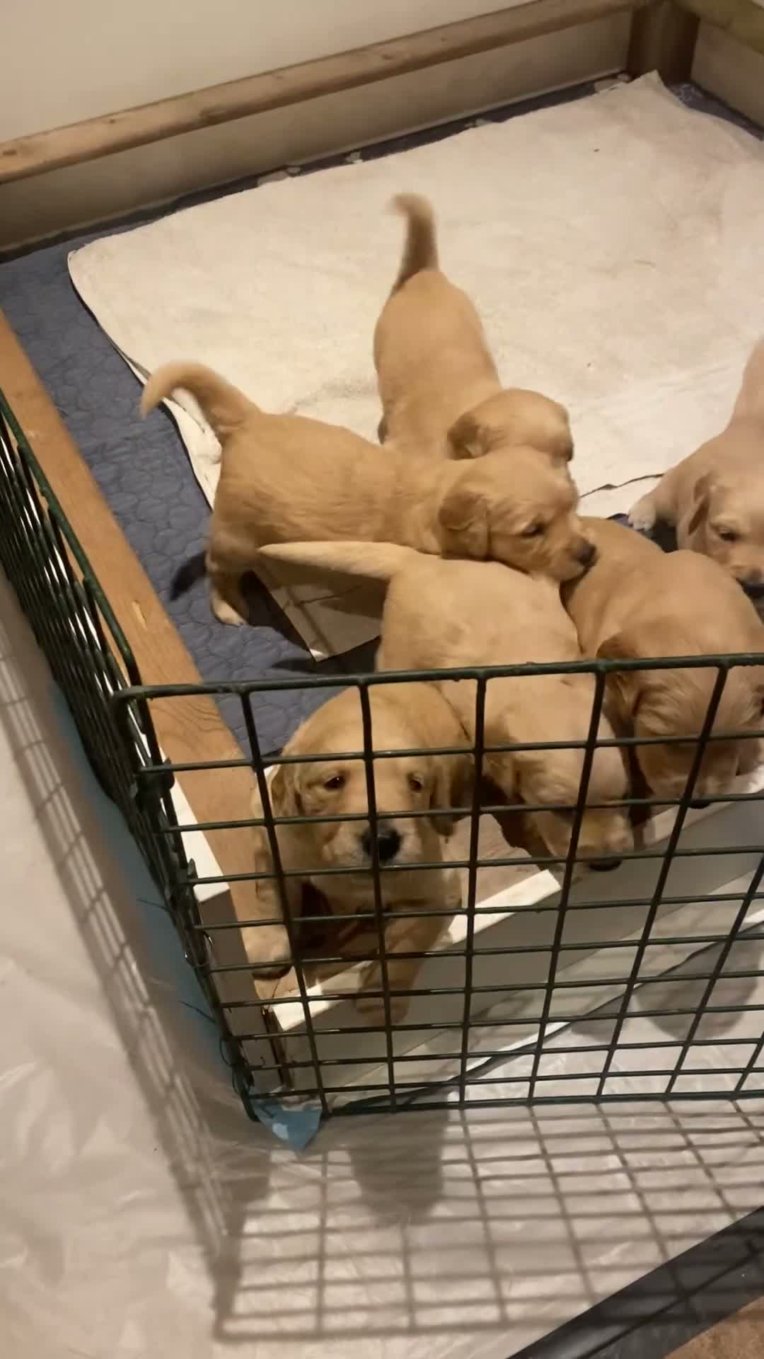Golden Retriever dogs for sale: KC Registered Golden Retriever Puppies - Video 1