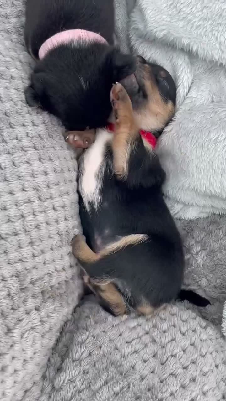 Mixed Breed dogs for sale: 3 male pomchi jacks in Preston - Video 2