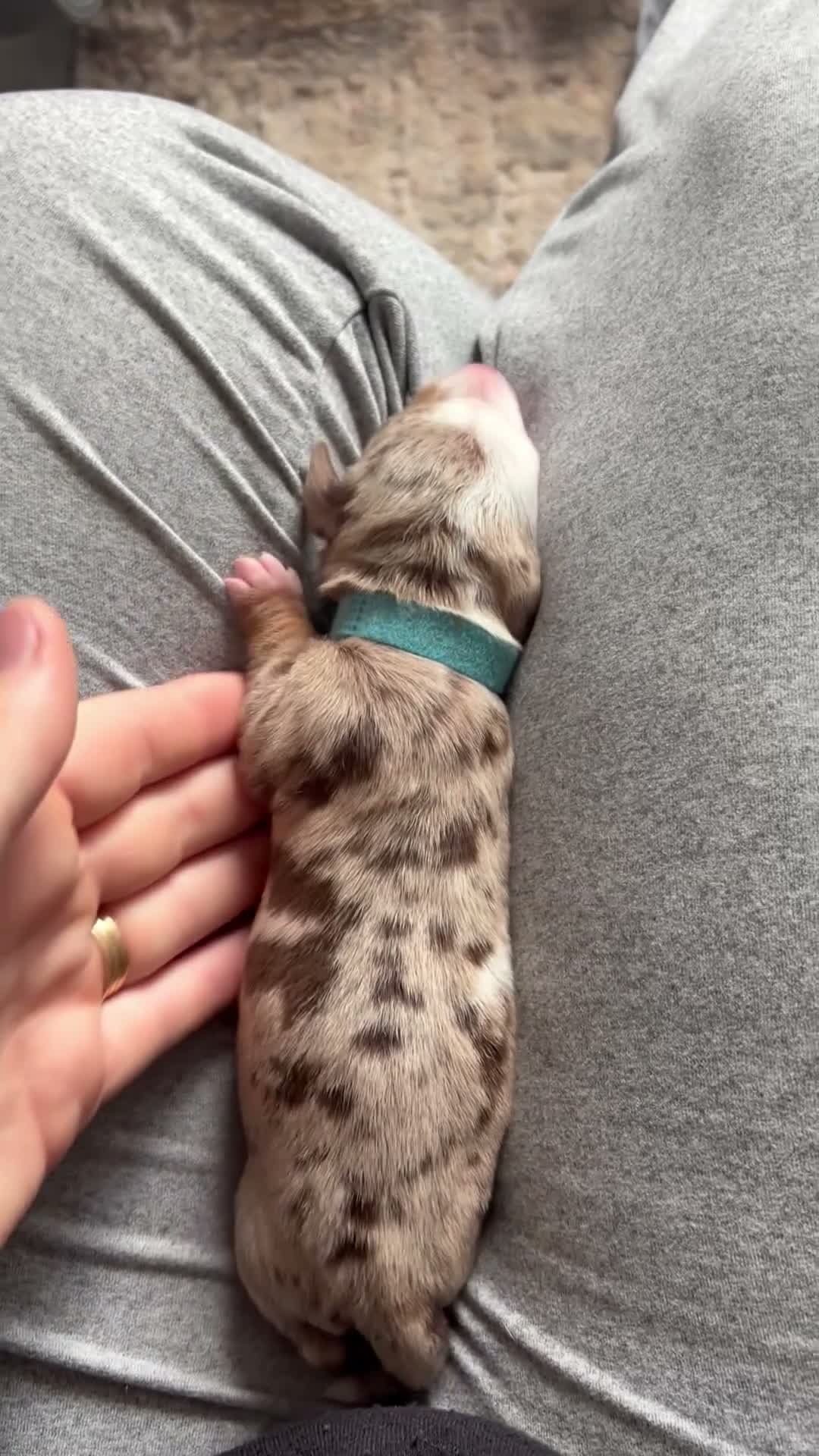 Dachshund dogs for sale: Mini dachshunds  - Video 2