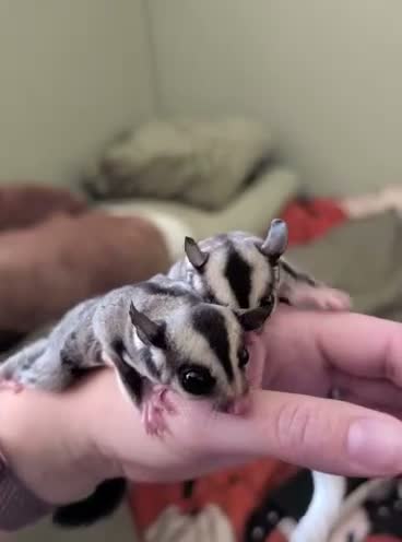 Sugar Glider rodents for sale: Two Sugar Glider babies with lineage - Video 1
