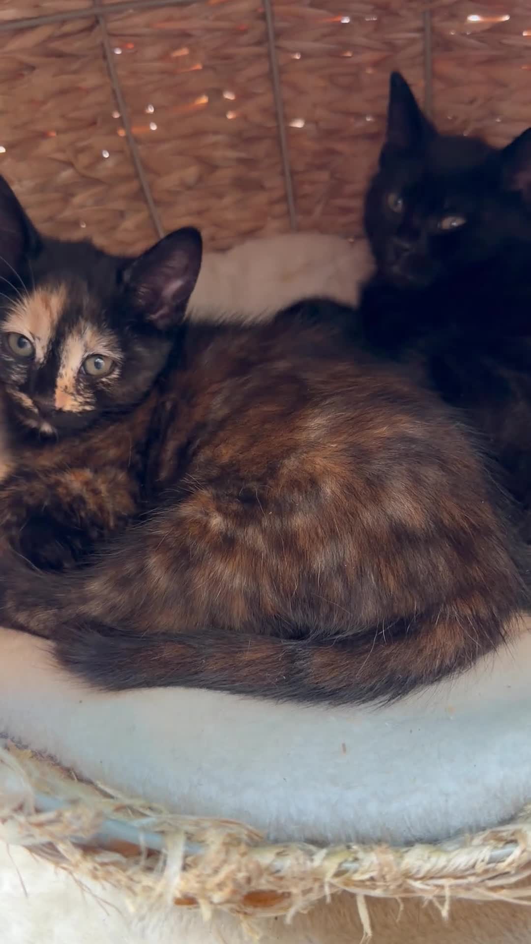 Mixed Breed cats for sale: British Shorthair/ Russian Blue cross kittens.  - Video 1