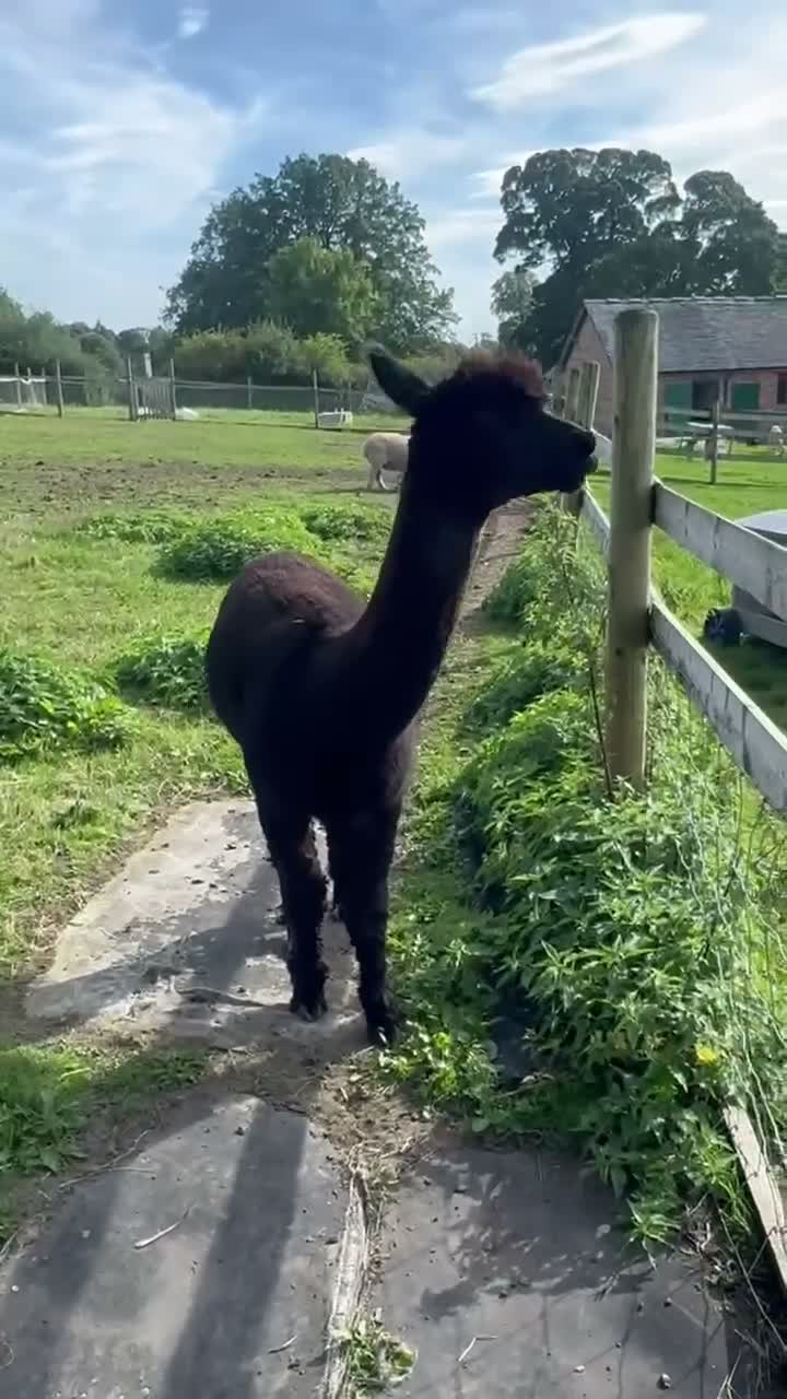 Alpaca livestock for sale: Stunning solid-black BAS-listed Huacaya male in Ashbourne - Video 4