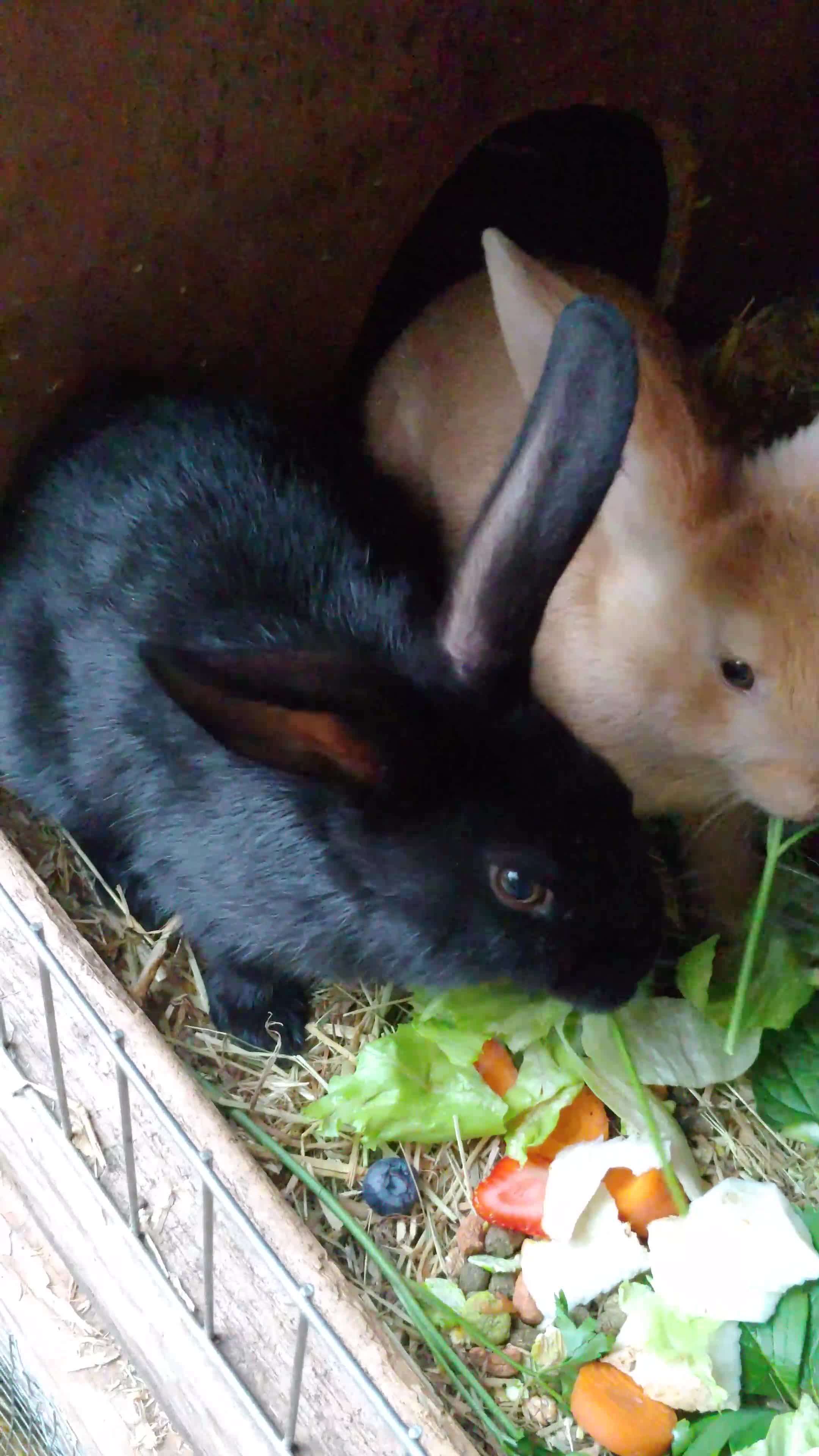 Mixed Breed rabbits for sale: Baby rabbits - Video 1