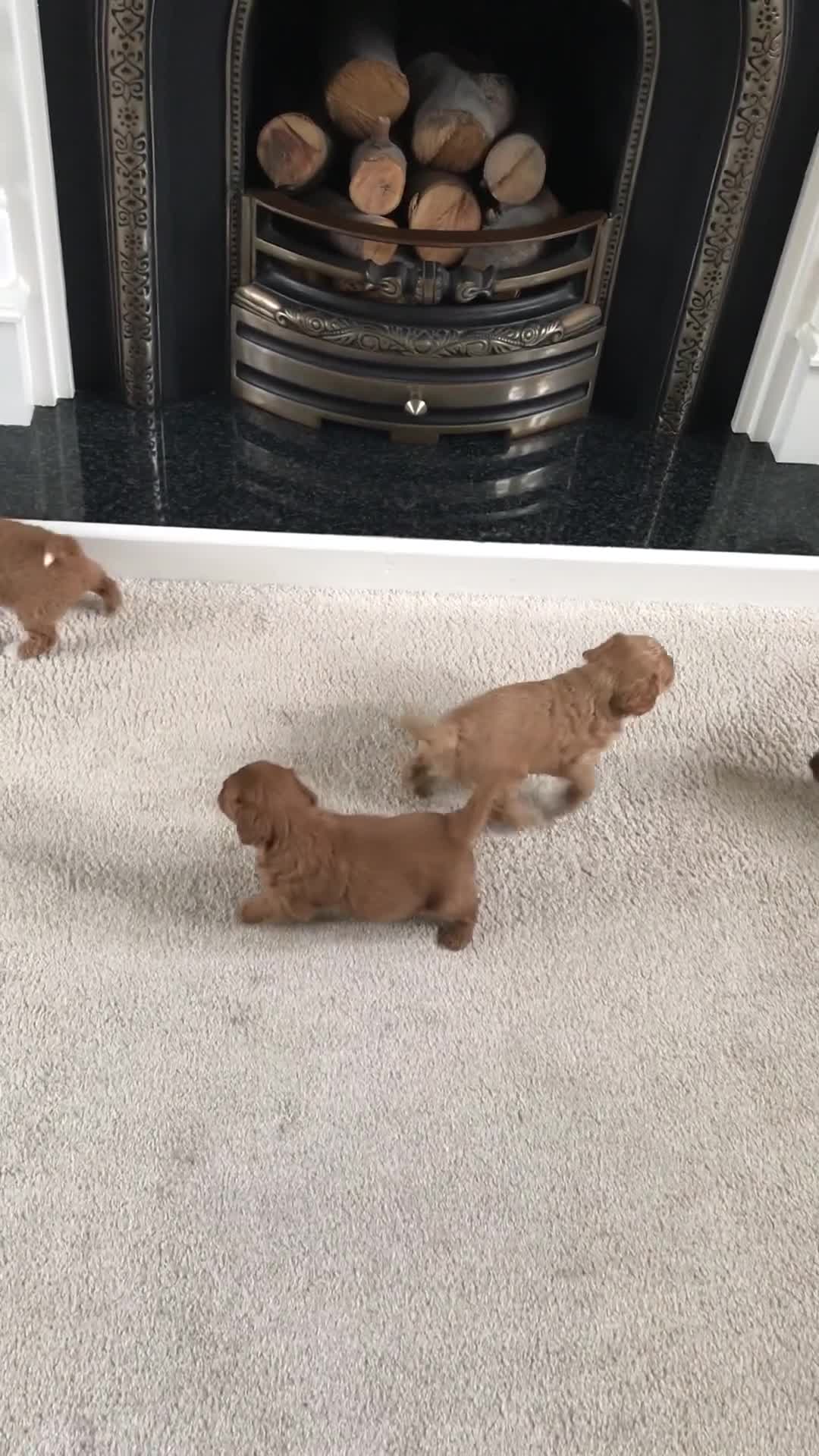 Cockapoo dogs for sale: Toy F1B cockapoo pups - Video 2