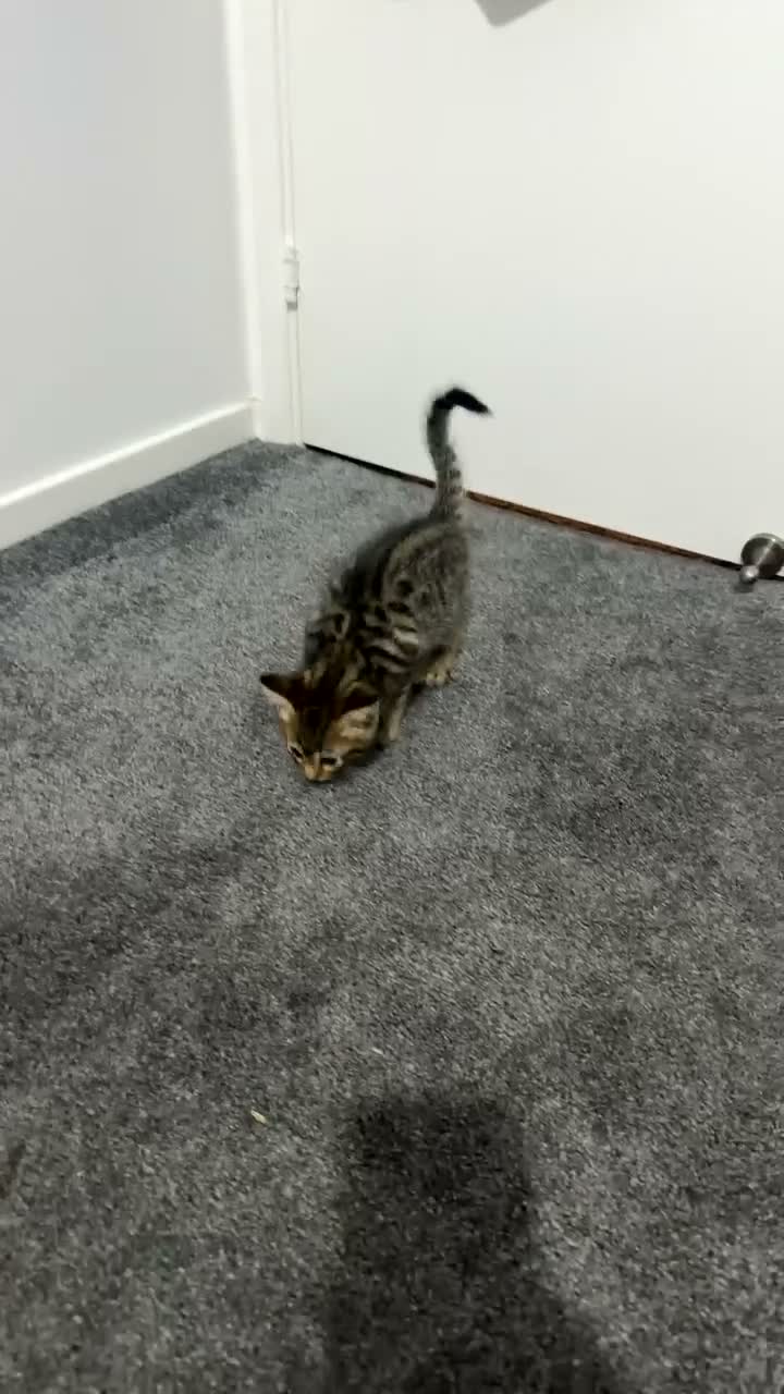 Bengal cats for sale: Beautiful Bengal/Ragdoll Kitten for Sale  - Video 1