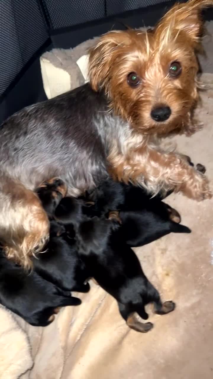 Mixed Breed dogs for sale: Yorkshire biewer terrier puppies  - Video 1