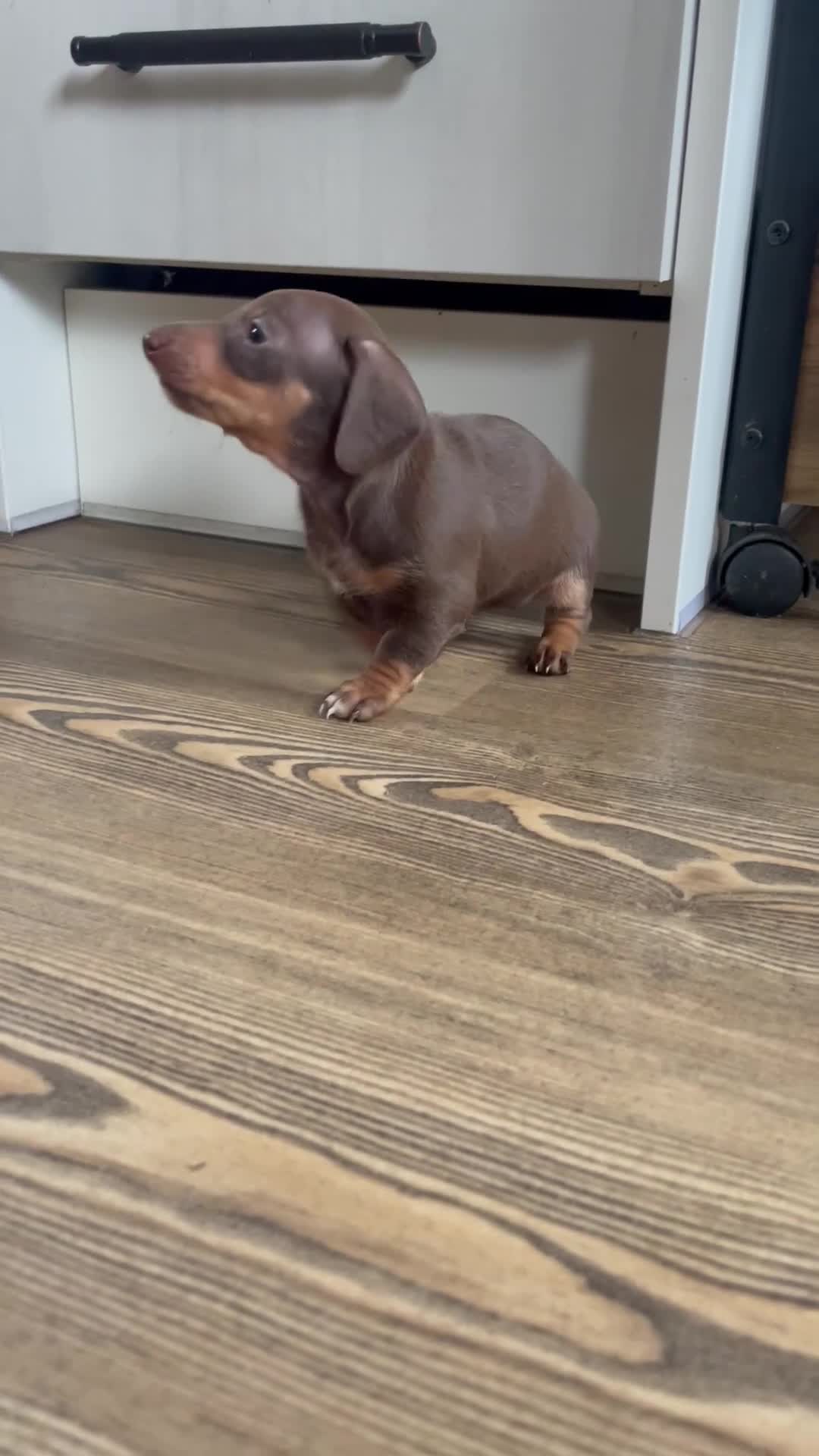 Miniature Dachshund dogs for sale: Beautiful Tiny Chocolate & Tan Girl: KC Registered - Video 2