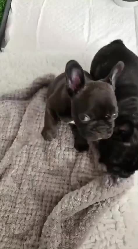 French Bulldog dogs for sale:  Female French Bulldog Pups. Int Champion Sire - Video 1