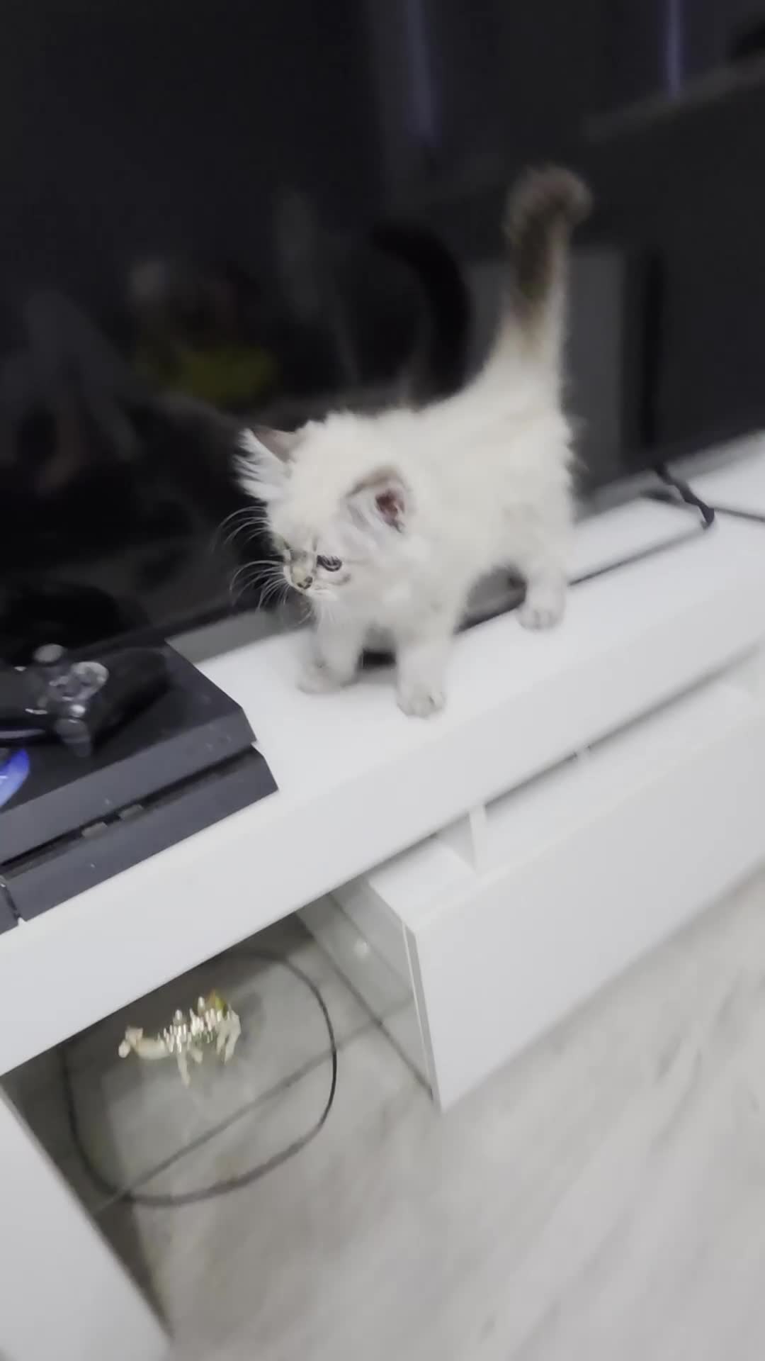 Persian cats for sale: Persain chinchilla blue eyes colourpoint kittens   - Video 1