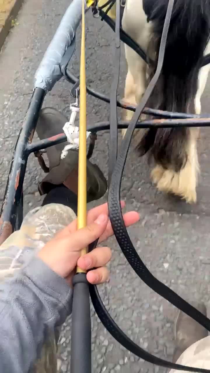 Irish Cob horses for sale: 🔥mush🔥 in Hebburn - Video 2