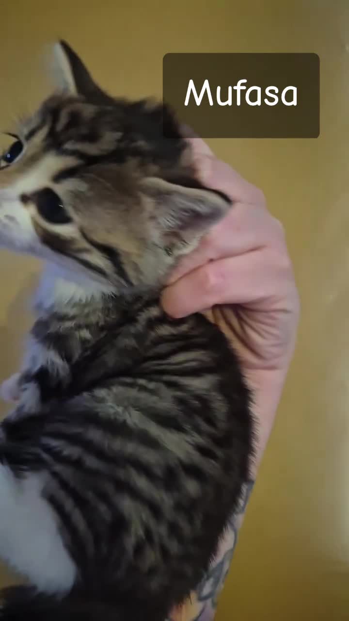 Mixed Breed cats for sale: Male kittens  - Video 2
