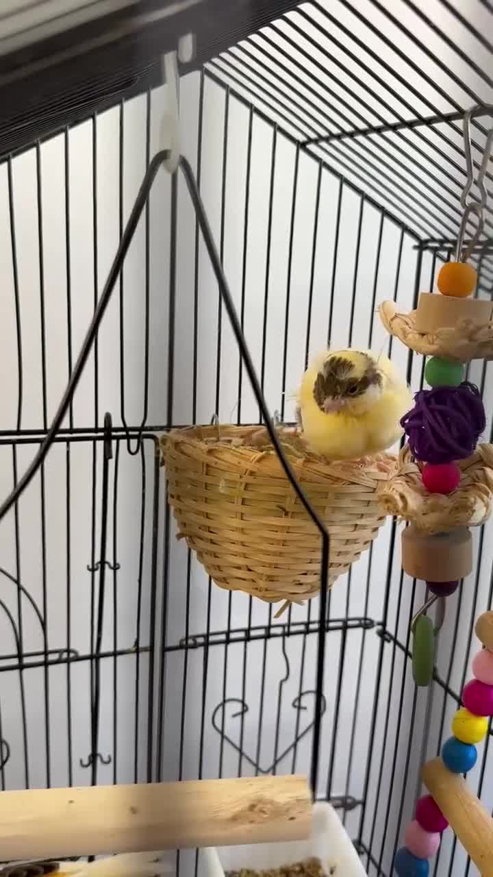 Canaries birds for sale:  Baby Canary for SALE - 1 more on the way. - Video 1