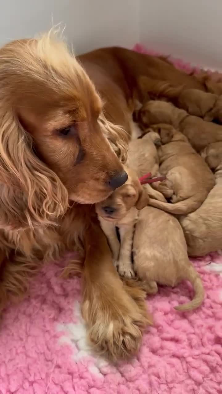 Cockapoo dogs for sale: Health Tested Parents- F1 cockapoo puppies - Video 2