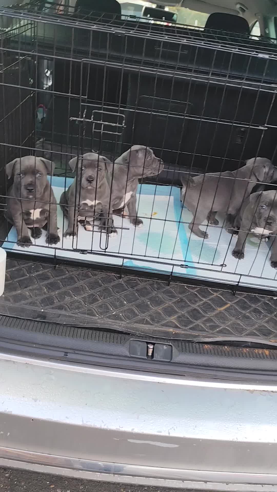 Staffordshire Bull Terrier dogs for sale: Blue Staffordshire Bull Terrier - Video 2