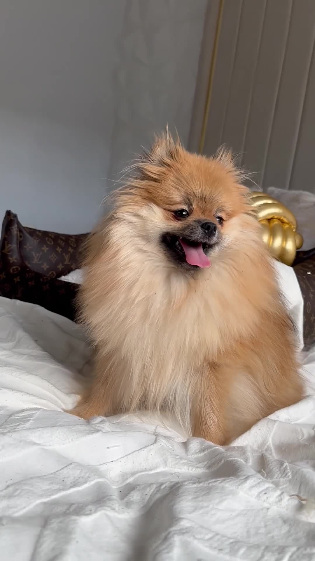 Pomeranian dogs for sale: Miniature true Pom boy  ** 🤍 - Video 1