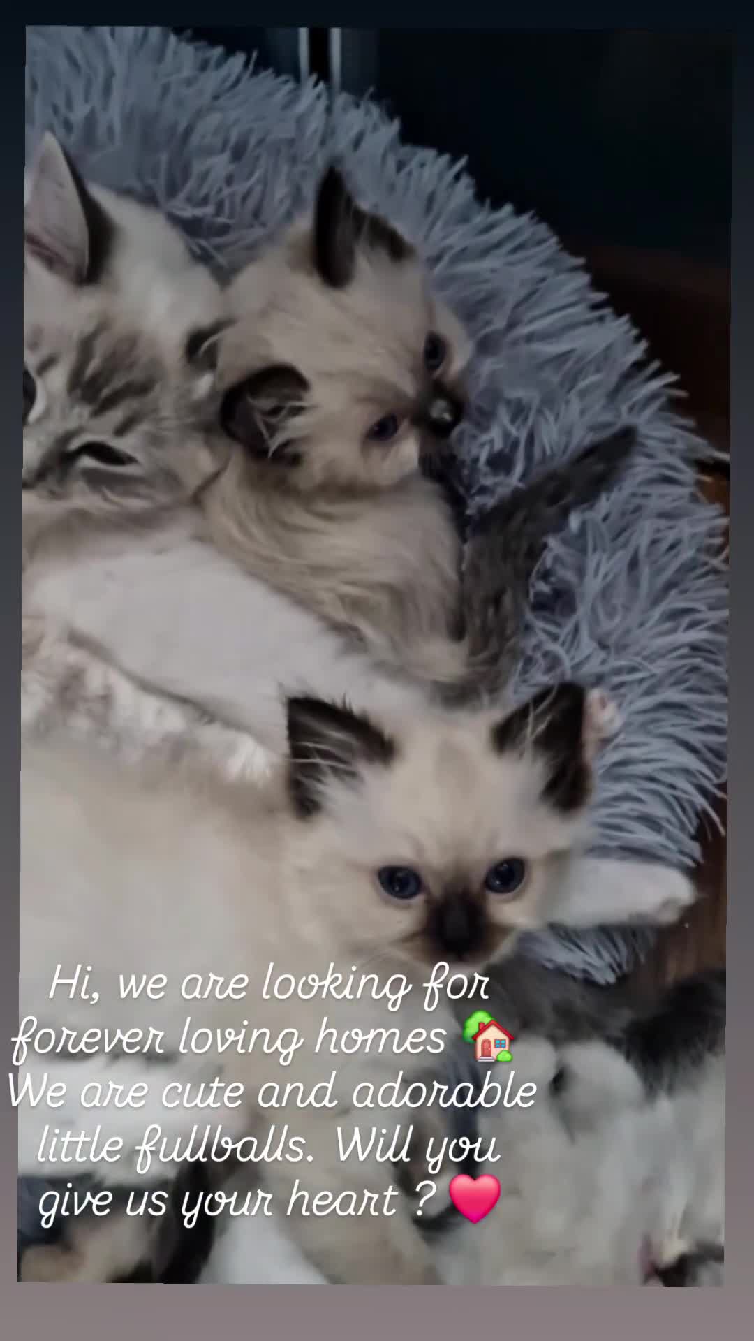 Ragdoll cats for sale: 🥰Fluffdoll Ragdoll Gorgeous Girls 🥰 - Video 2