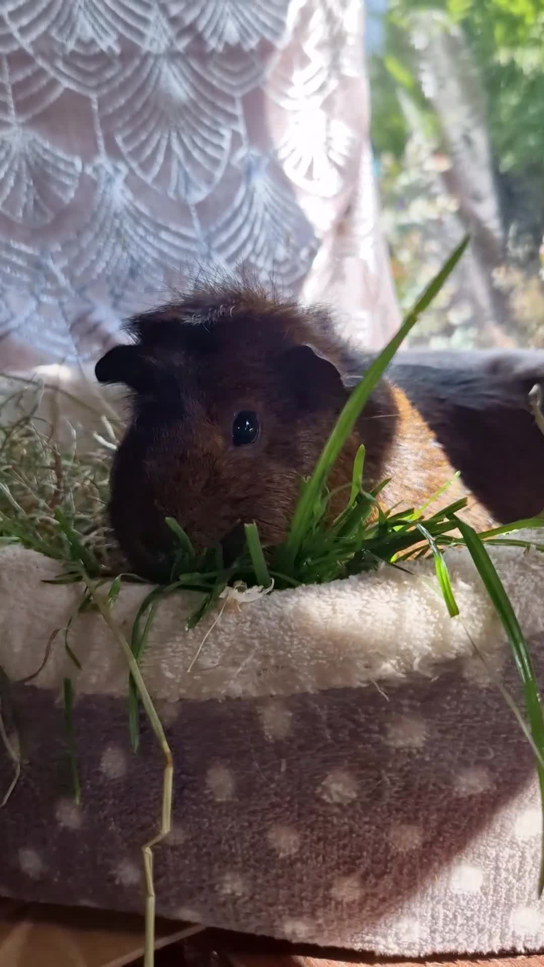 Guinea Pig rodents for sale: Beautiful ridgeback cross agouti breed  - Video 1