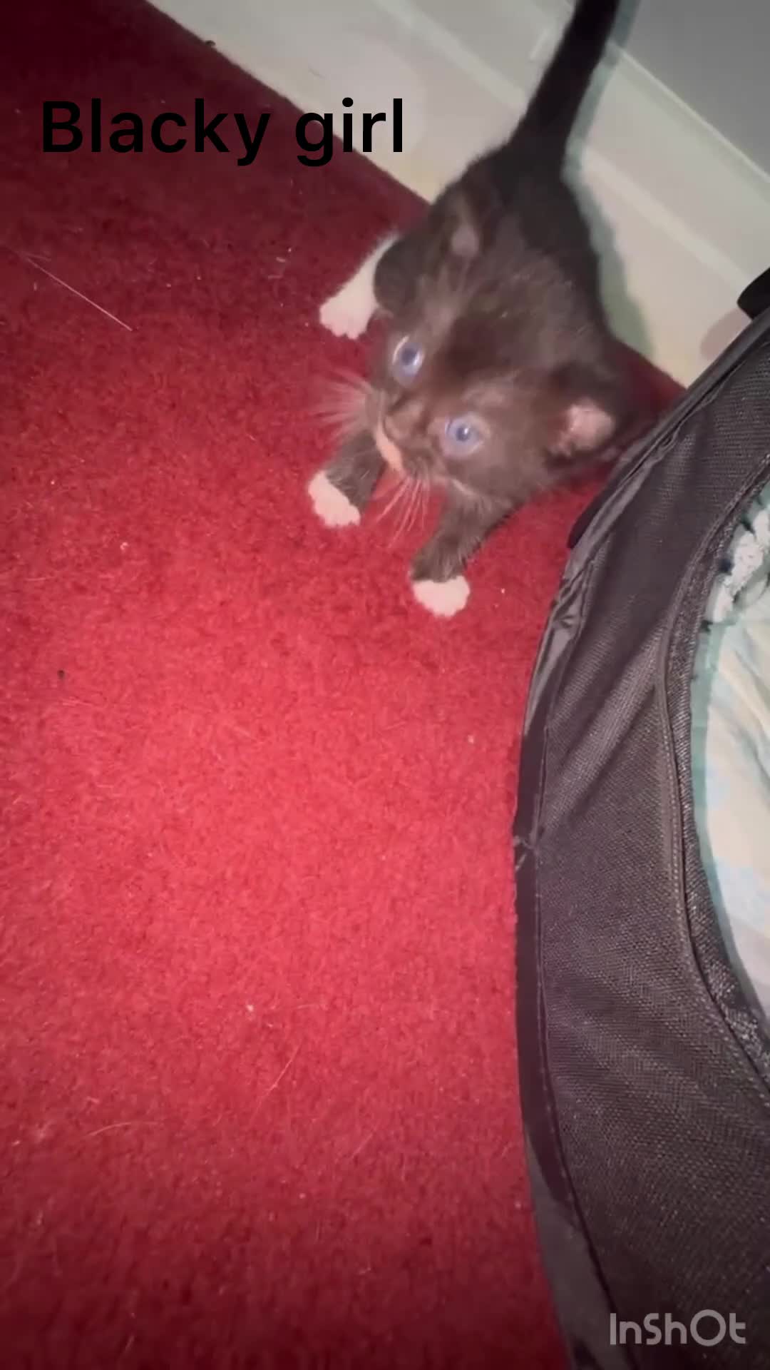 Mixed Breed cats for sale: Two beautiful kittens for sale  - Video 2