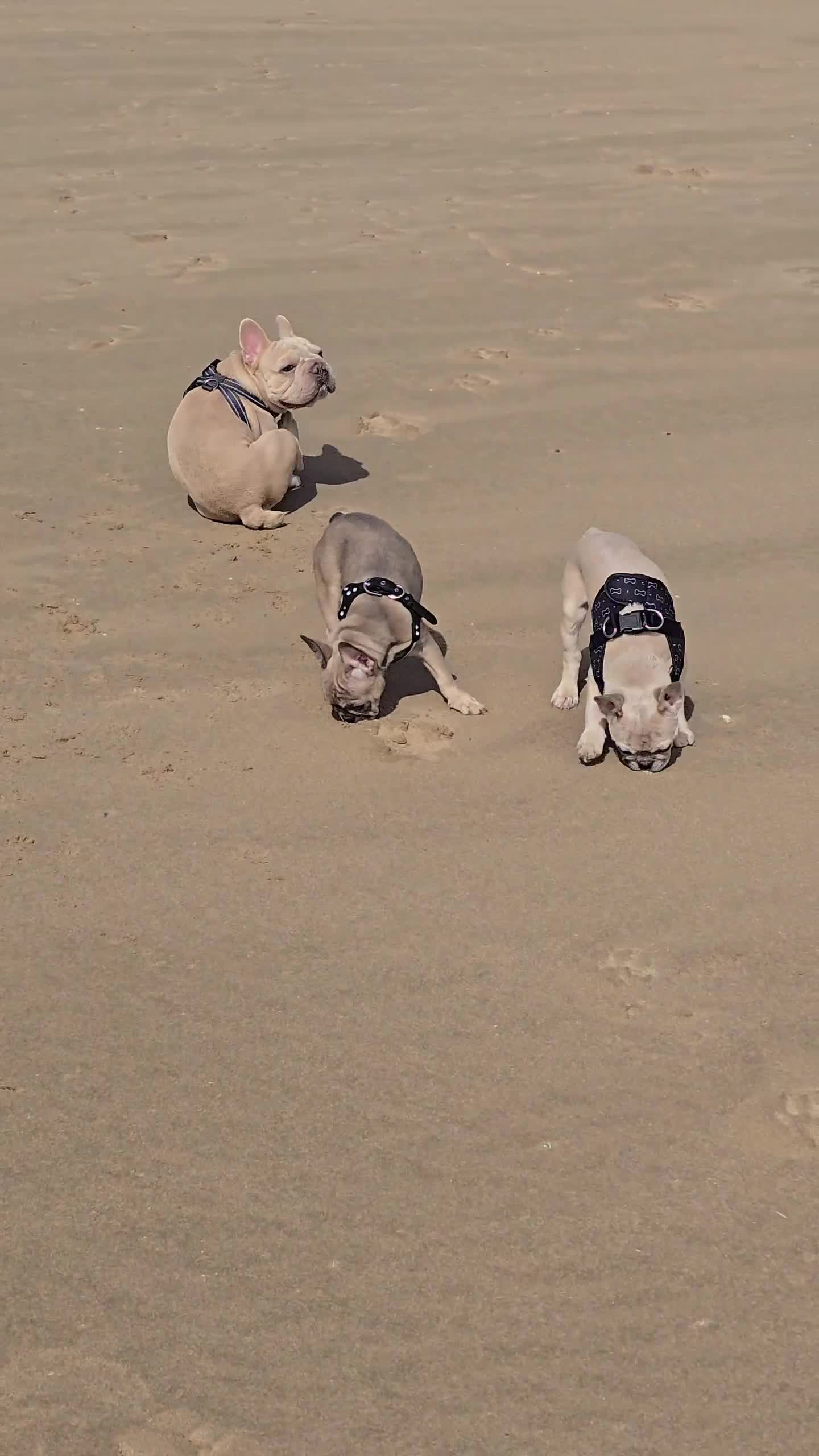 French Bulldog dogs for sale: Elsa Girl - Video 4