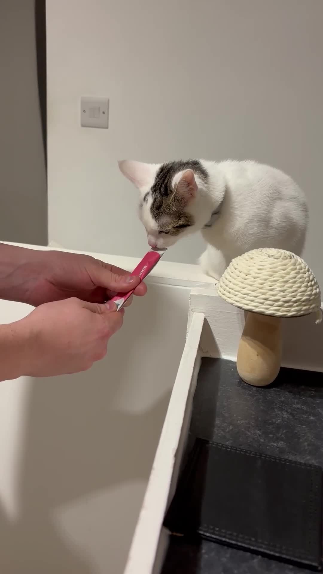 British Shorthair cats for sale: Penny - Video 1