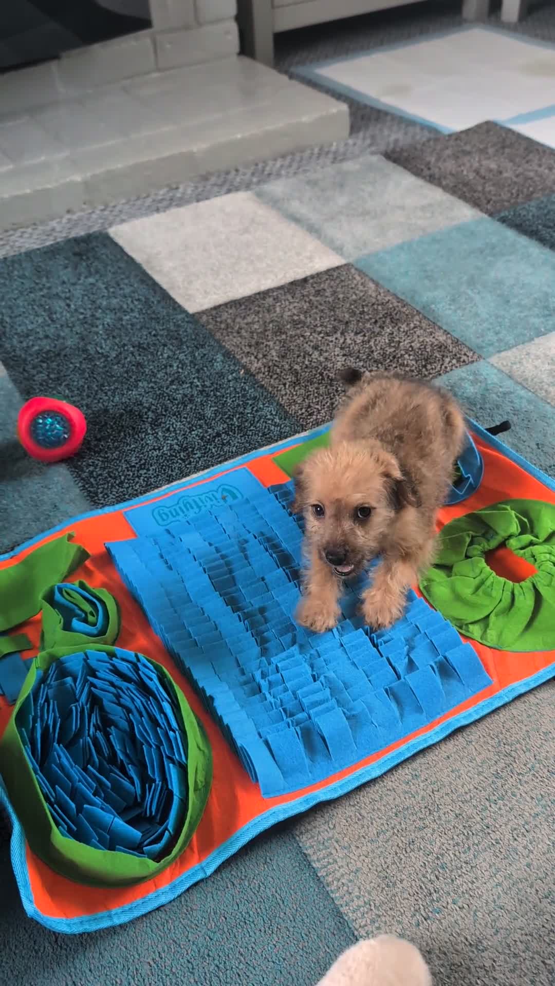 Mixed Breed dogs for sale: Patterpoo puppy  - Video 1