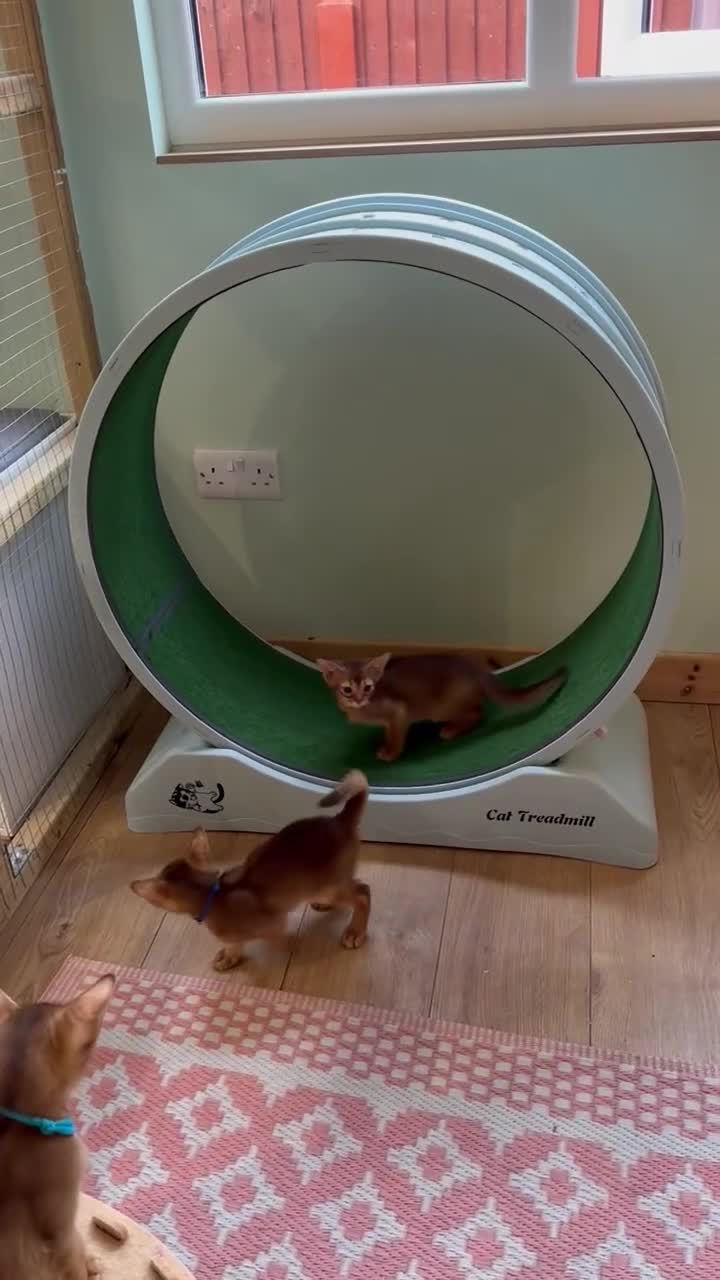 Abyssinian cats for sale: Abyssinian kittens  - Video 1