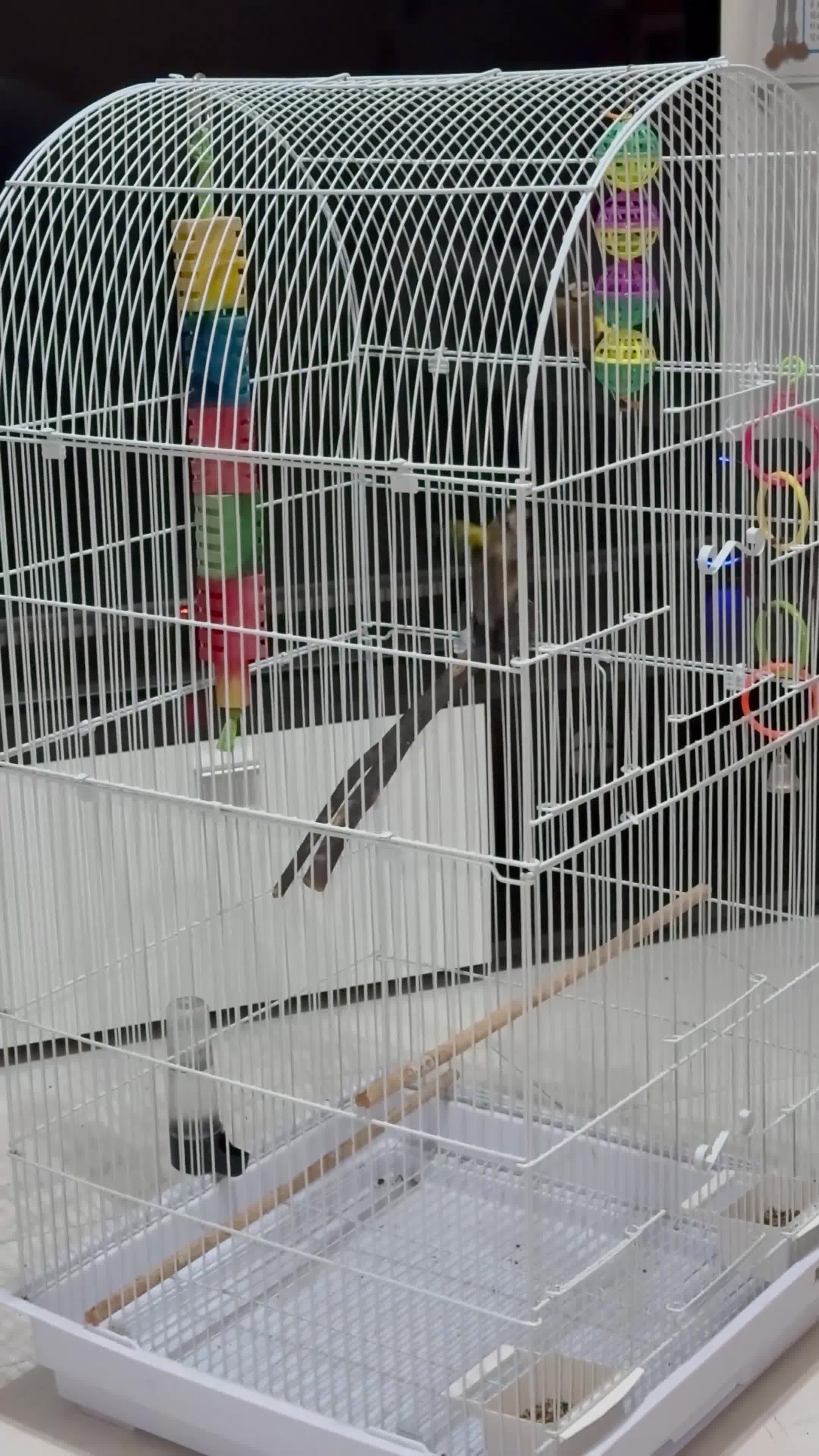 Finches birds for sale: Lovely couple of goldfinches for sale - Video 1