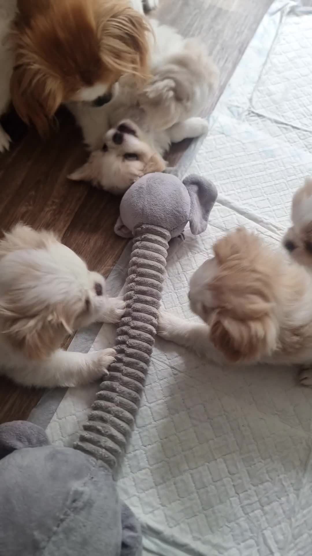 Mixed Breed dogs for sale: 6 gorgeous Pekingese x Tibetan Spaniel puppies in Wirral - Video 3