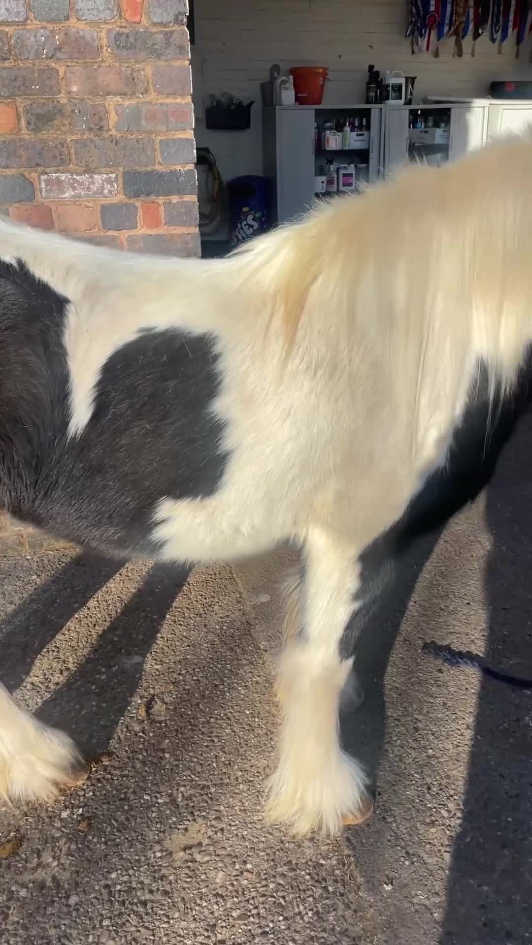 Irish Cob horses for sale: 12.1hh Piebald Mare, 2 Years Old - Video 4