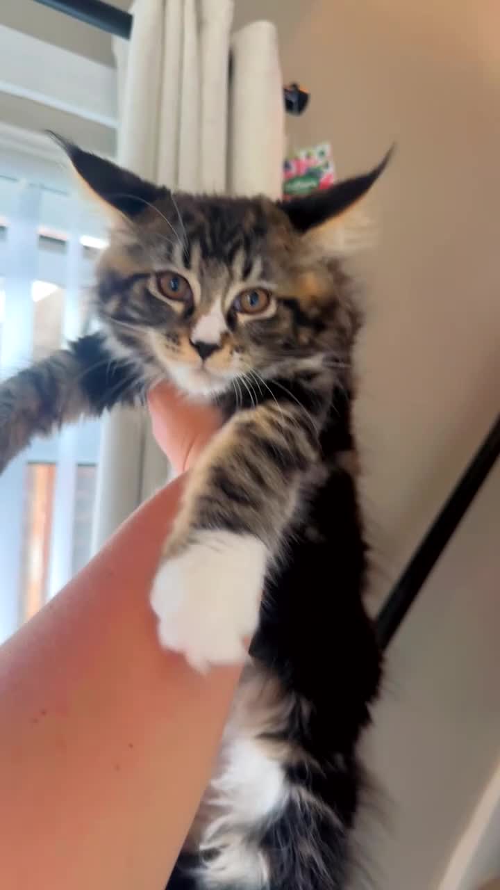 Maine Coon cats for sale: Gorgeous boy ready to leave  - Video 1