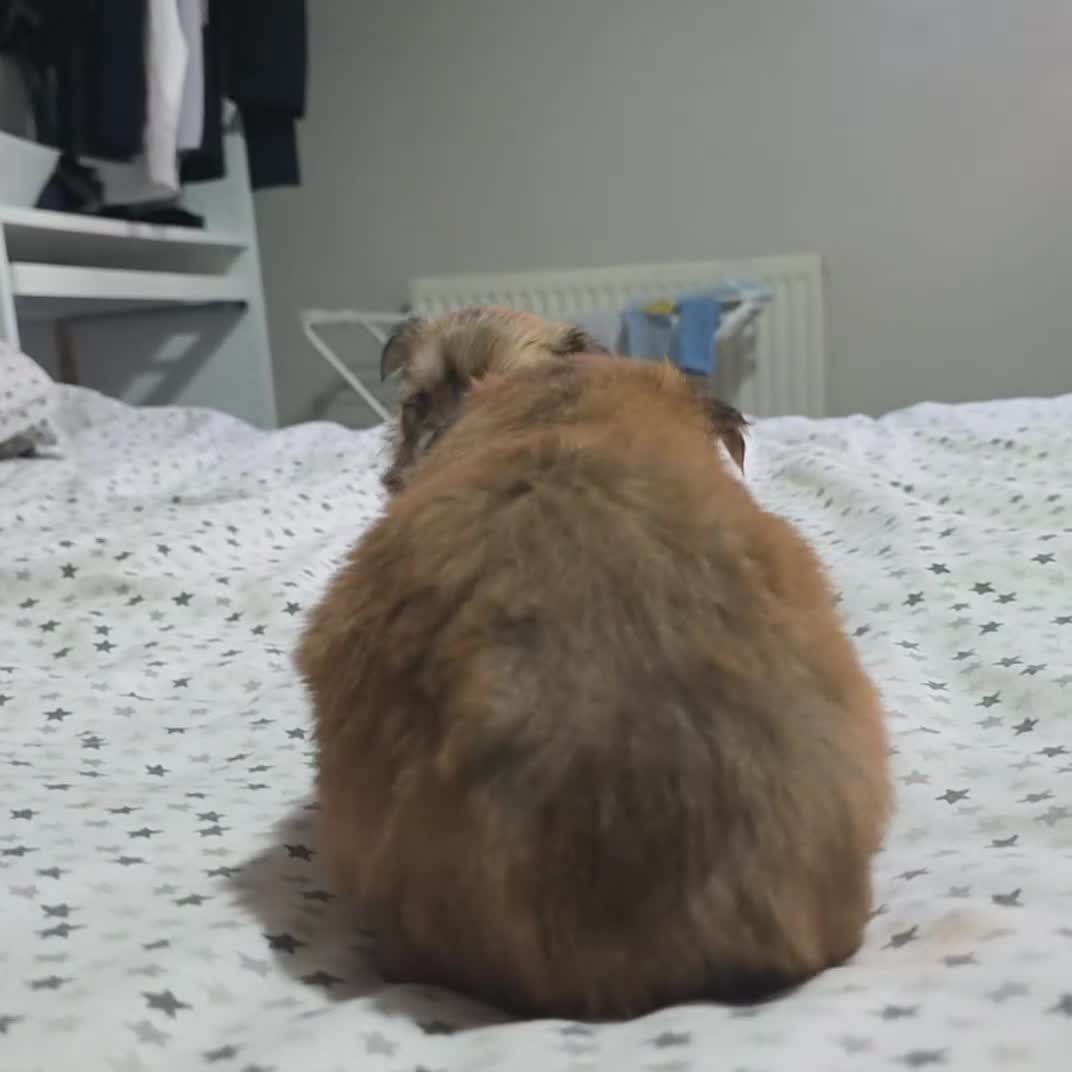 Mixed Breed dogs for sale: Yorkie-pom puppies 3 boys 1 girl - Video 1