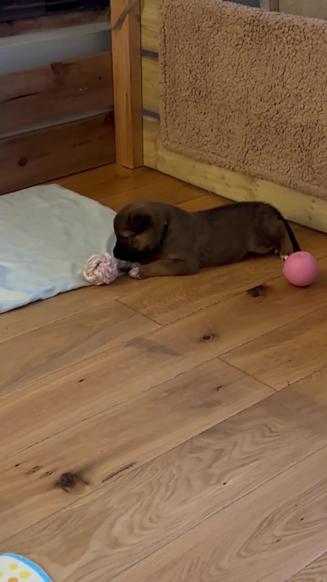 Mixed Breed dogs for sale: Border collie x Belgian Malinois  - Video 4