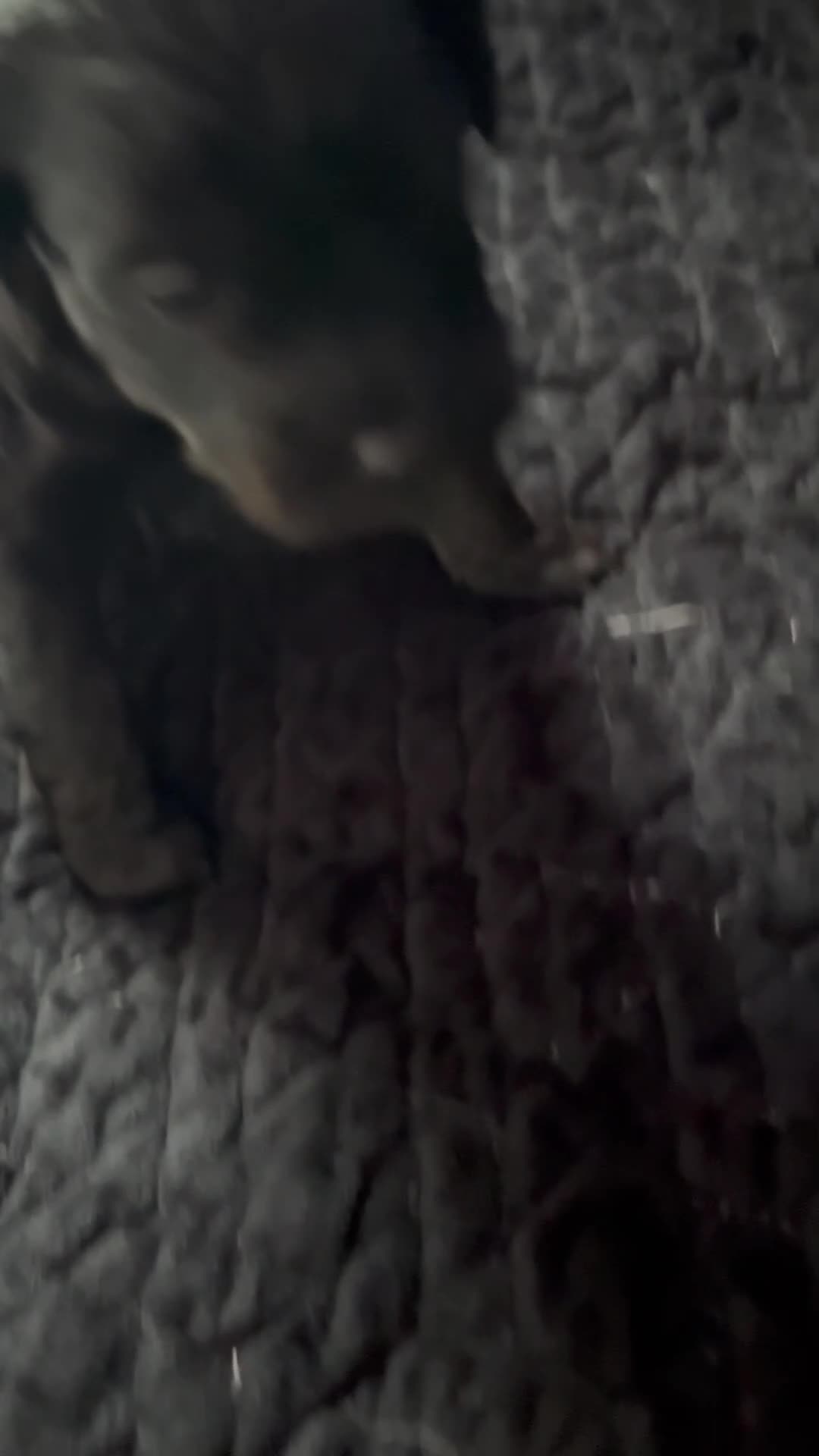 Shihpoo dogs for sale: ✨ REDUCED PRICE. Last Shihpoo Puppy Left  ✨ - Video 3