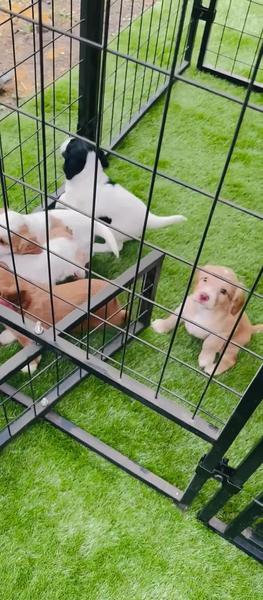Cocker Spaniel dogs for sale: 11 week old boy already crate and whistle trained! - Video 5