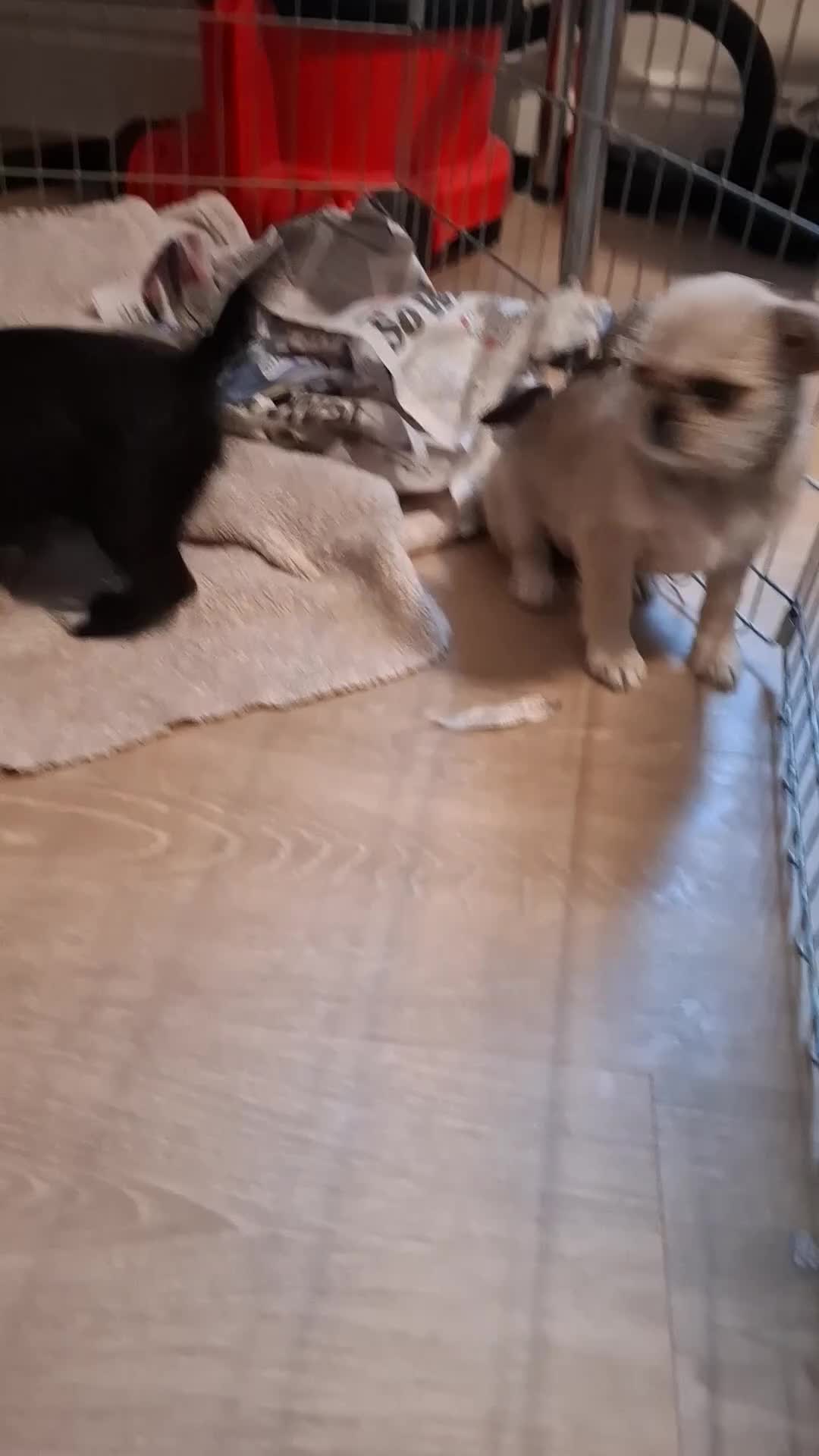 Mixed Breed dogs for sale: Beautiful Chi shi's puppies only 2 Left - Video 1