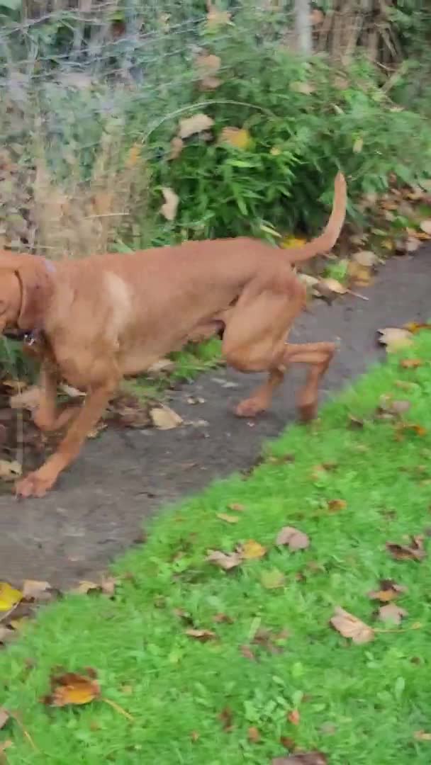 Hungarian Vizsla dogs for stud: Proven Hungarian championship blood line in Llantwit Major - Video 1